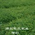 50公分柳杉树苗，柳沙苗