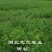 50公分柳杉树苗，柳沙苗