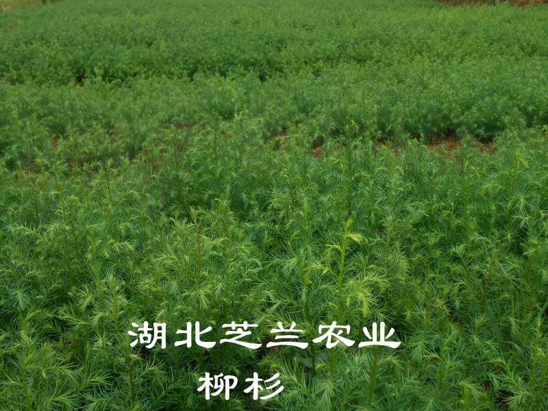 50公分柳杉树苗，柳沙苗