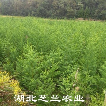 50公分柳杉树苗，柳沙苗