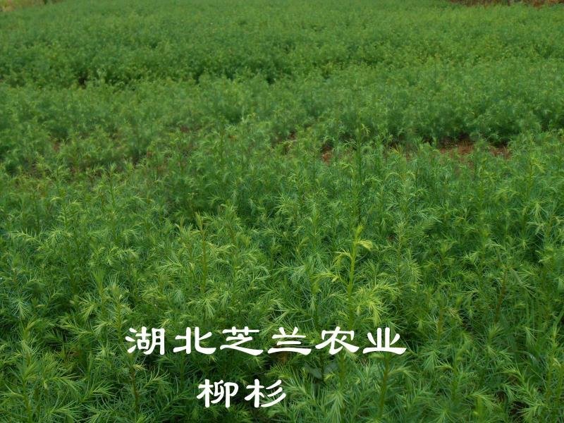 50公分柳杉树苗，柳沙苗