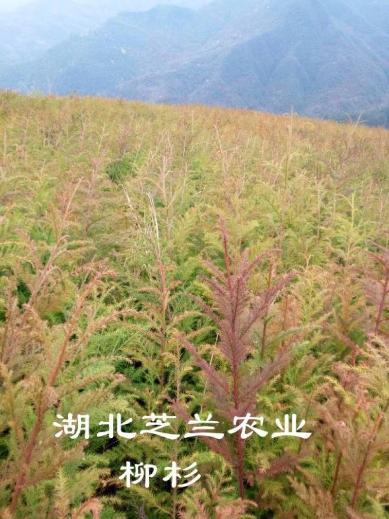 80公分高柳杉树种苗柳杉苗