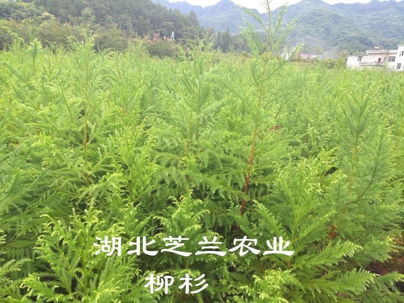 80公分高柳杉树种苗柳杉苗