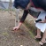 云南高产量，高含量滇重楼种苗，（七叶一枝花）种苗。