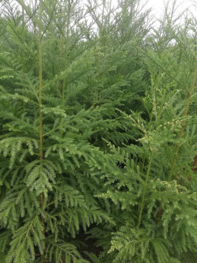 1.5米柳杉树种苗柳杉苗