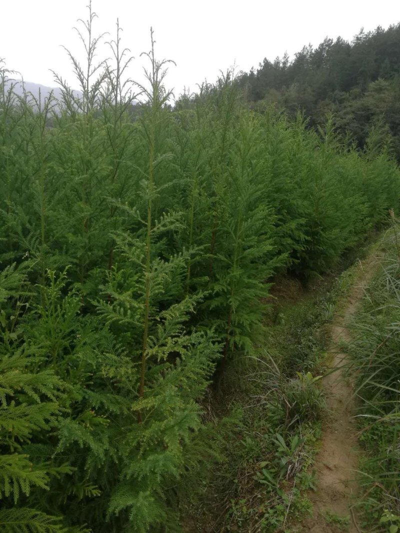 1.5米柳杉树种苗柳杉苗
