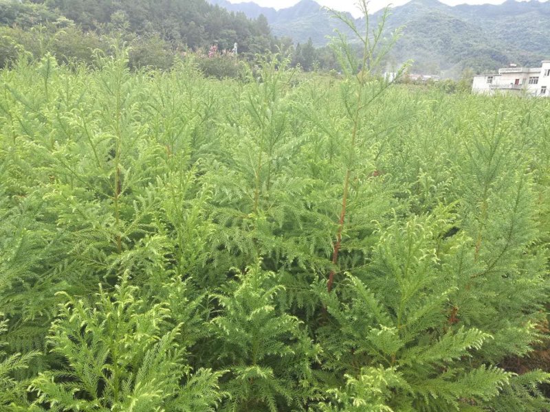 1.5米柳杉树种苗柳杉苗