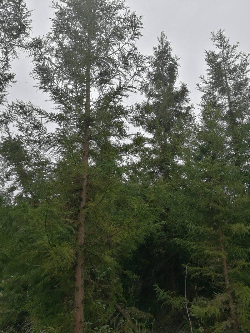 米径十公分柳杉树
