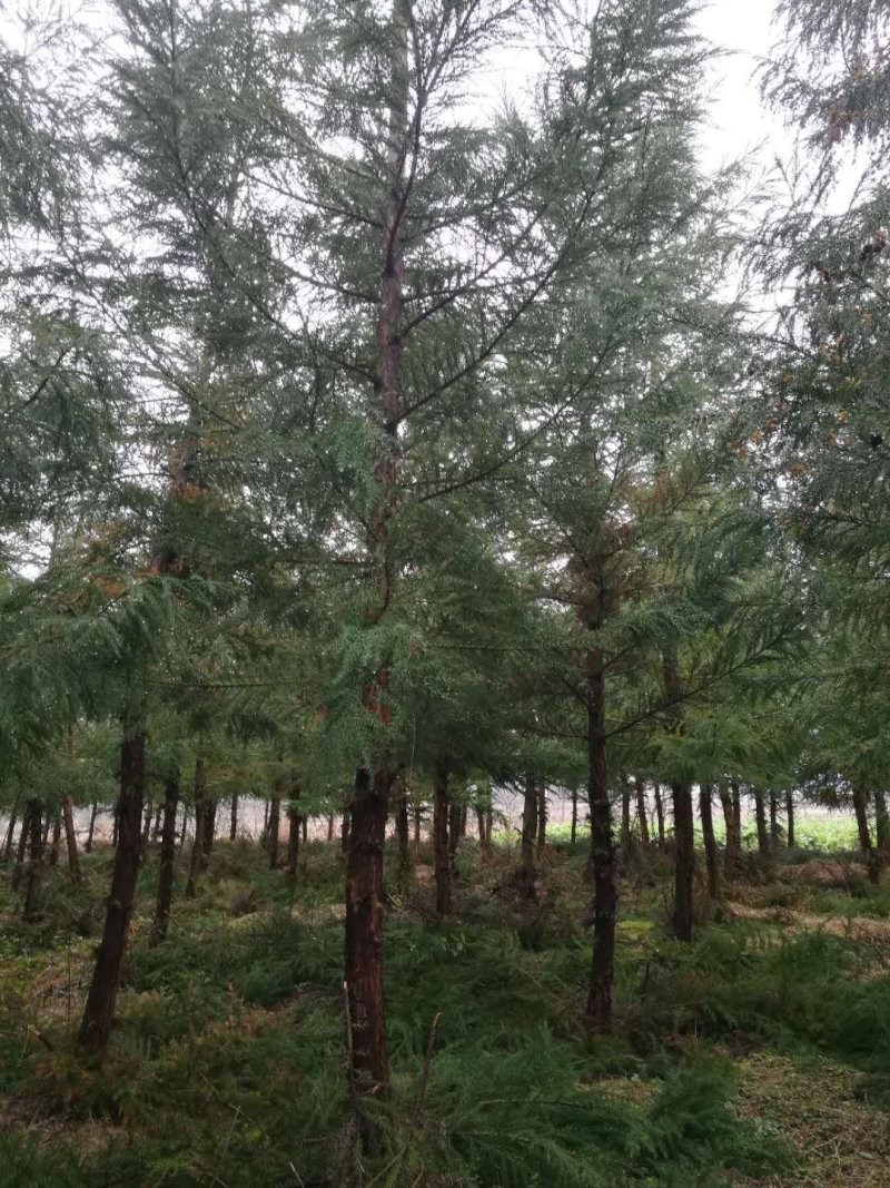 米径八公分柳杉树苗