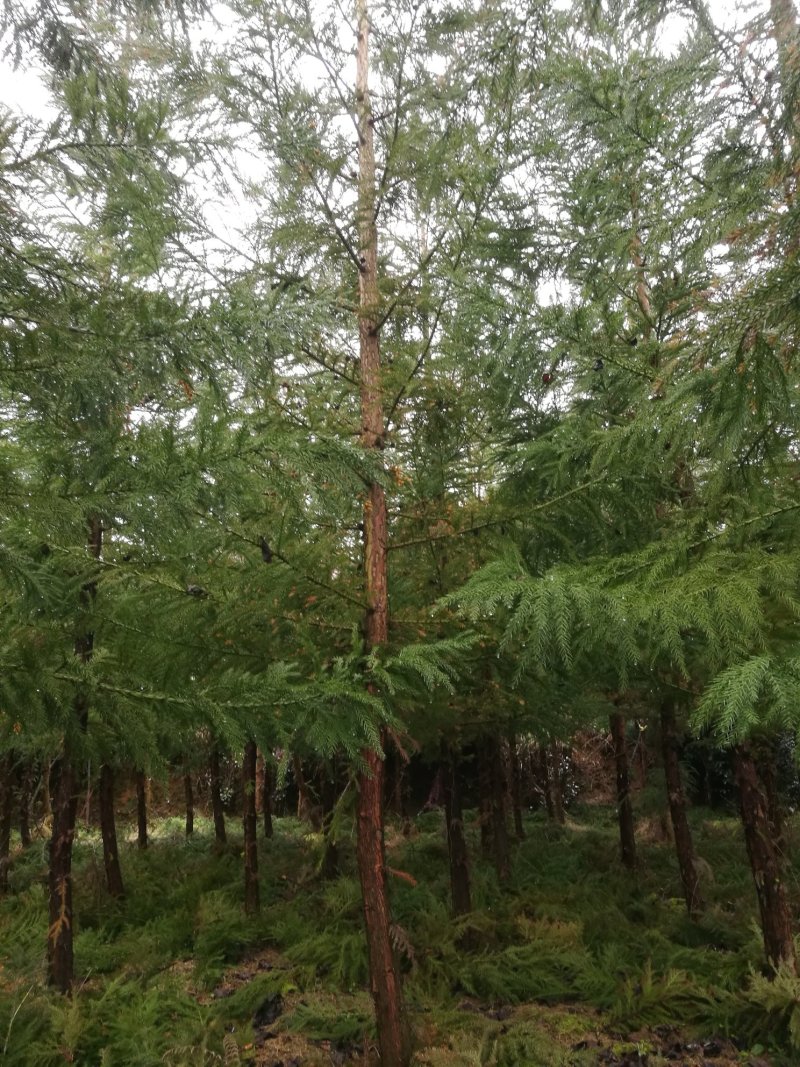 米径八公分柳杉树苗