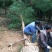 米径八公分柳杉树苗