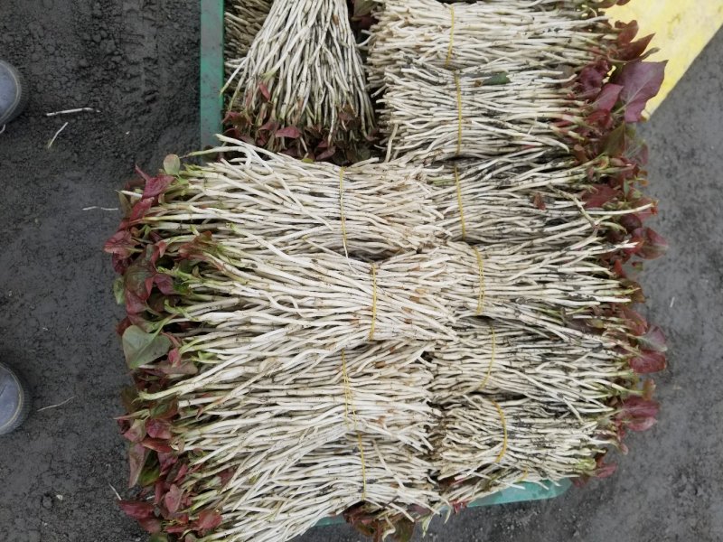 鱼腥草折耳根嫩芽折耳芽新货上市高品质蔬菜