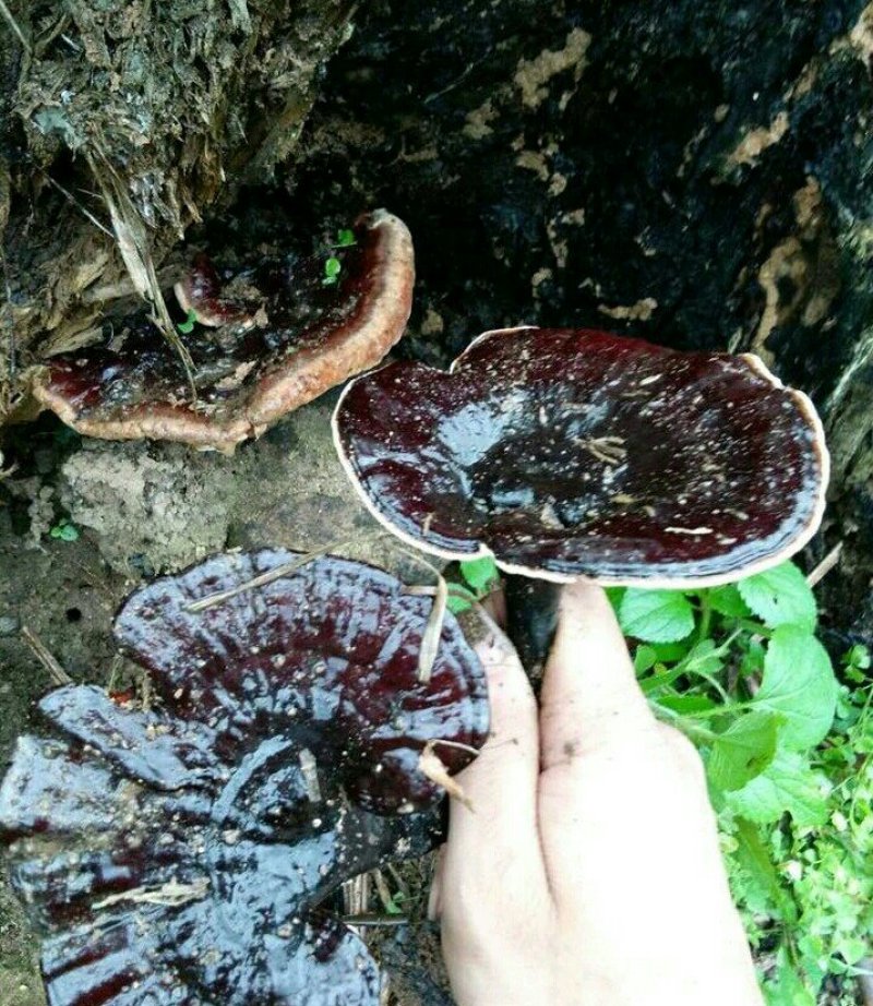 野生东北灵芝灵芝
