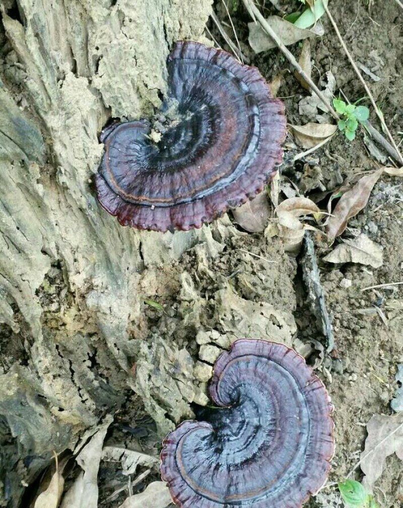 野生东北灵芝灵芝