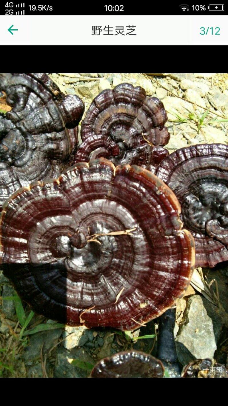 野生东北灵芝灵芝