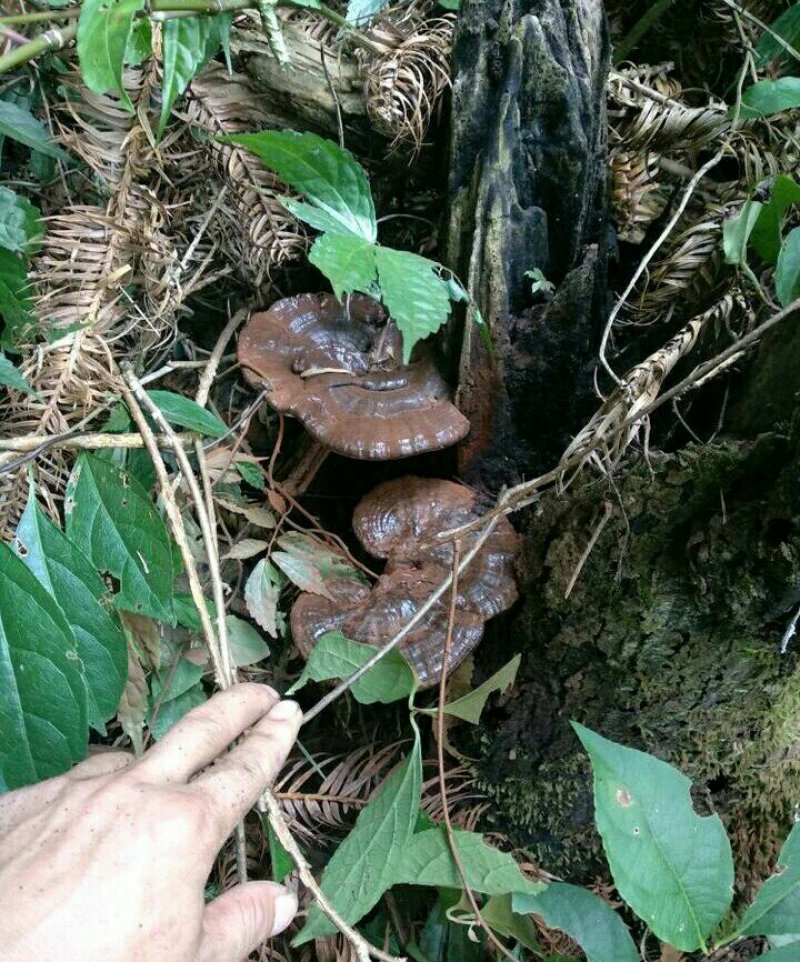 野生东北灵芝灵芝