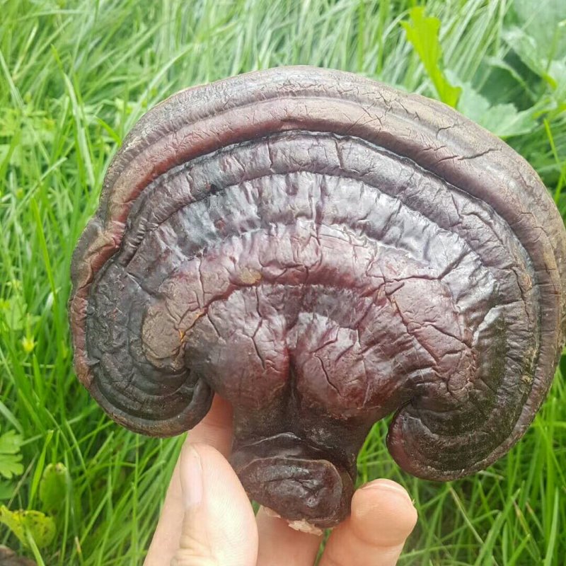 野生东北灵芝灵芝