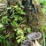 野生东北灵芝灵芝