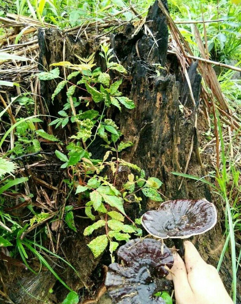 野生东北灵芝灵芝