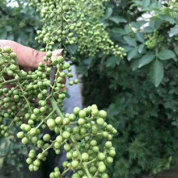 江津九叶青花椒杯苗乳苗，藤椒杯苗乳苗天知椒杯苗乳苗