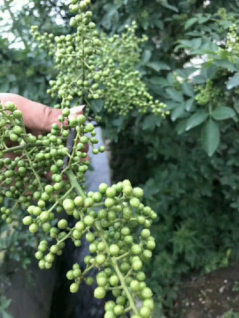 江津九叶青花椒杯苗乳苗，藤椒杯苗乳苗天知椒杯苗乳苗