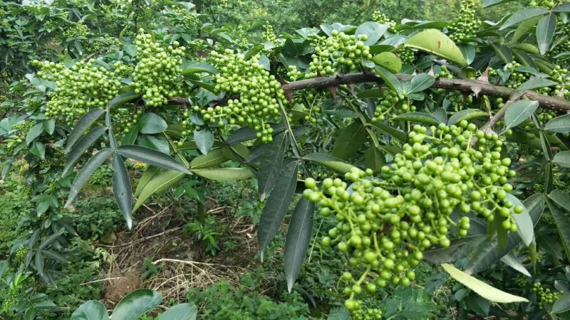 江津九叶青花椒杯苗乳苗，藤椒杯苗乳苗天知椒杯苗乳苗