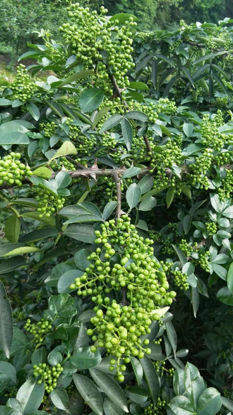 江津九叶青花椒杯苗乳苗，藤椒杯苗乳苗天知椒杯苗乳苗
