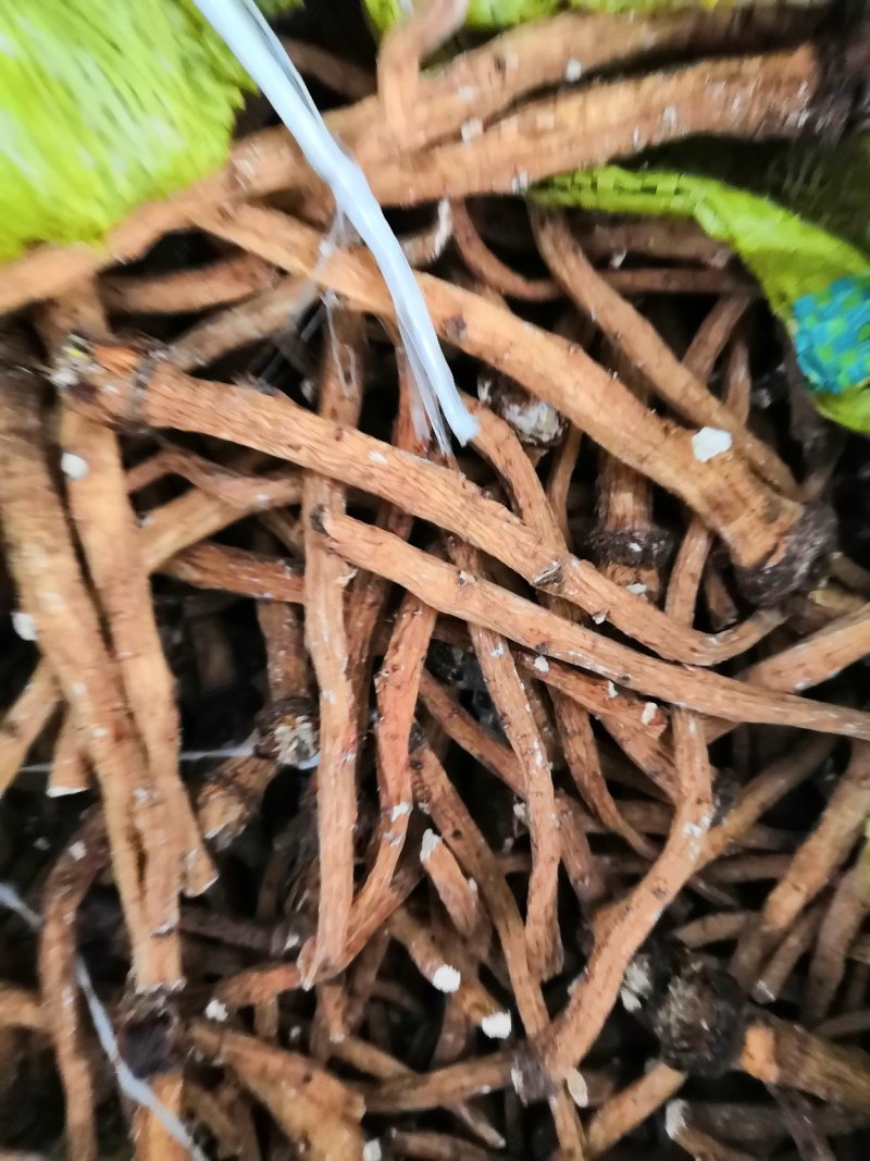 蒲公英根
