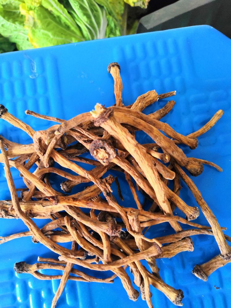 蒲公英根