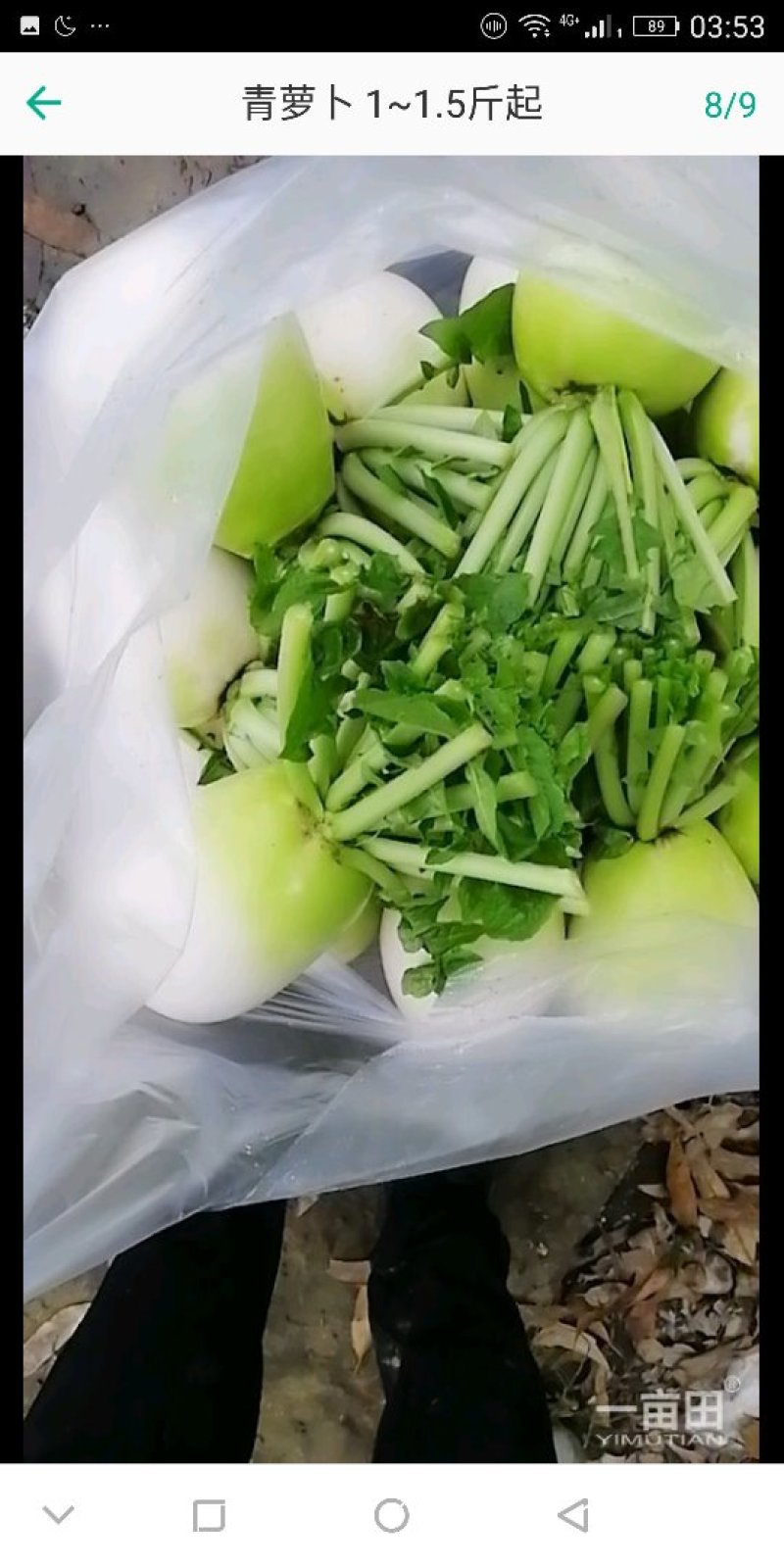 萝卜