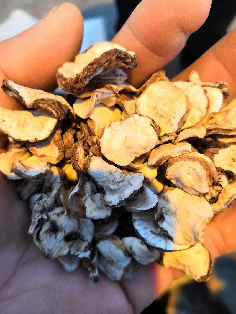 野生蒲公英根片
