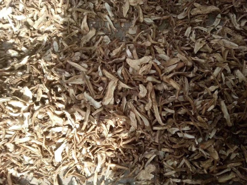 野生蒲公英根片