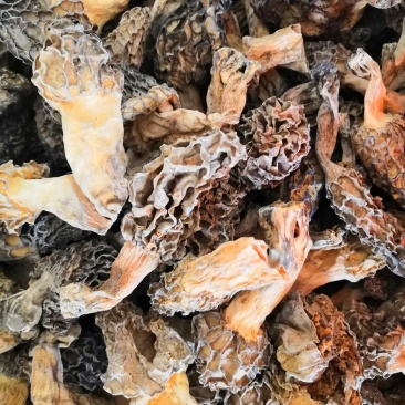 野生羊肚菌