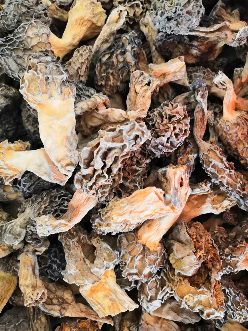 野生羊肚菌