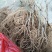 徐香，翠香，红阳猕猴桃成品苗及籽播实生苗，水阳桃扦插苗