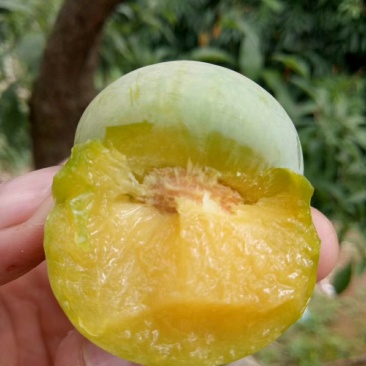 蜂糖李，四月李，青脆李