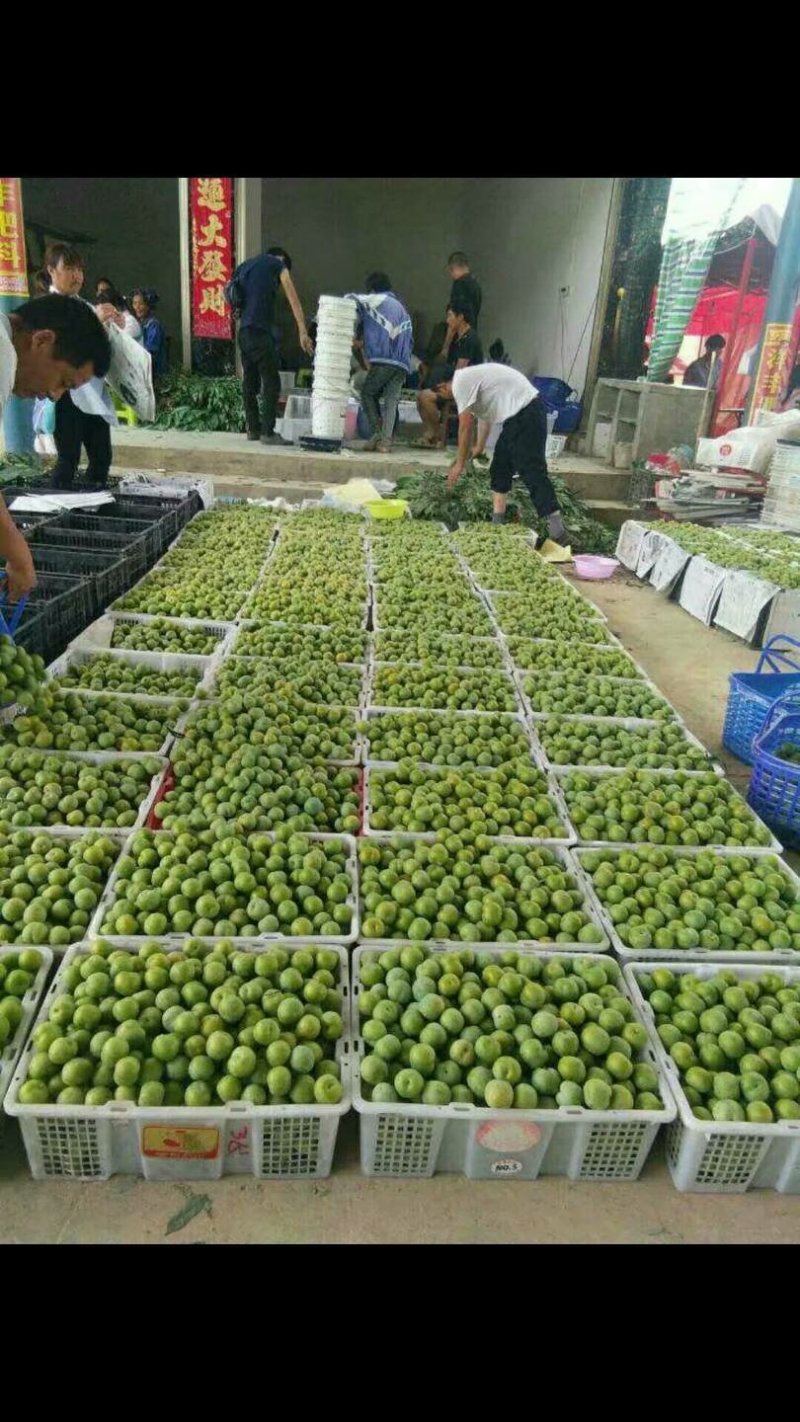 蜂糖李，四月李，青脆李