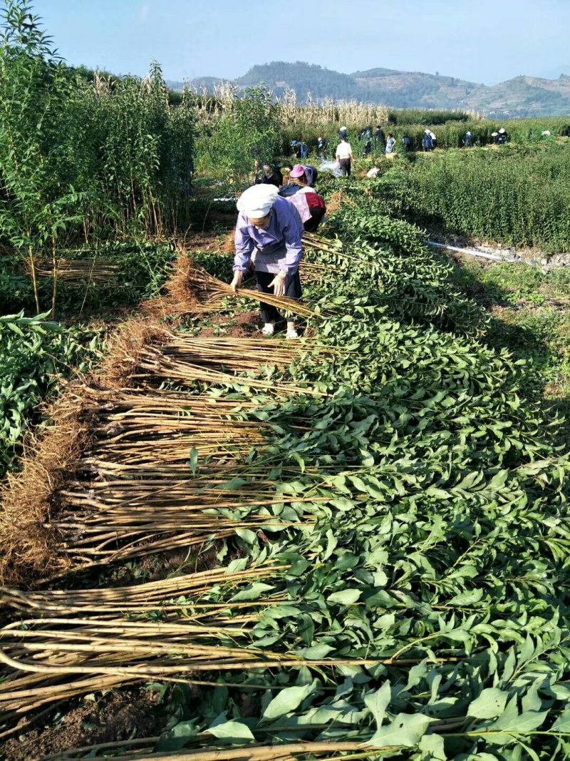 蜂糖李，四月李，青脆李