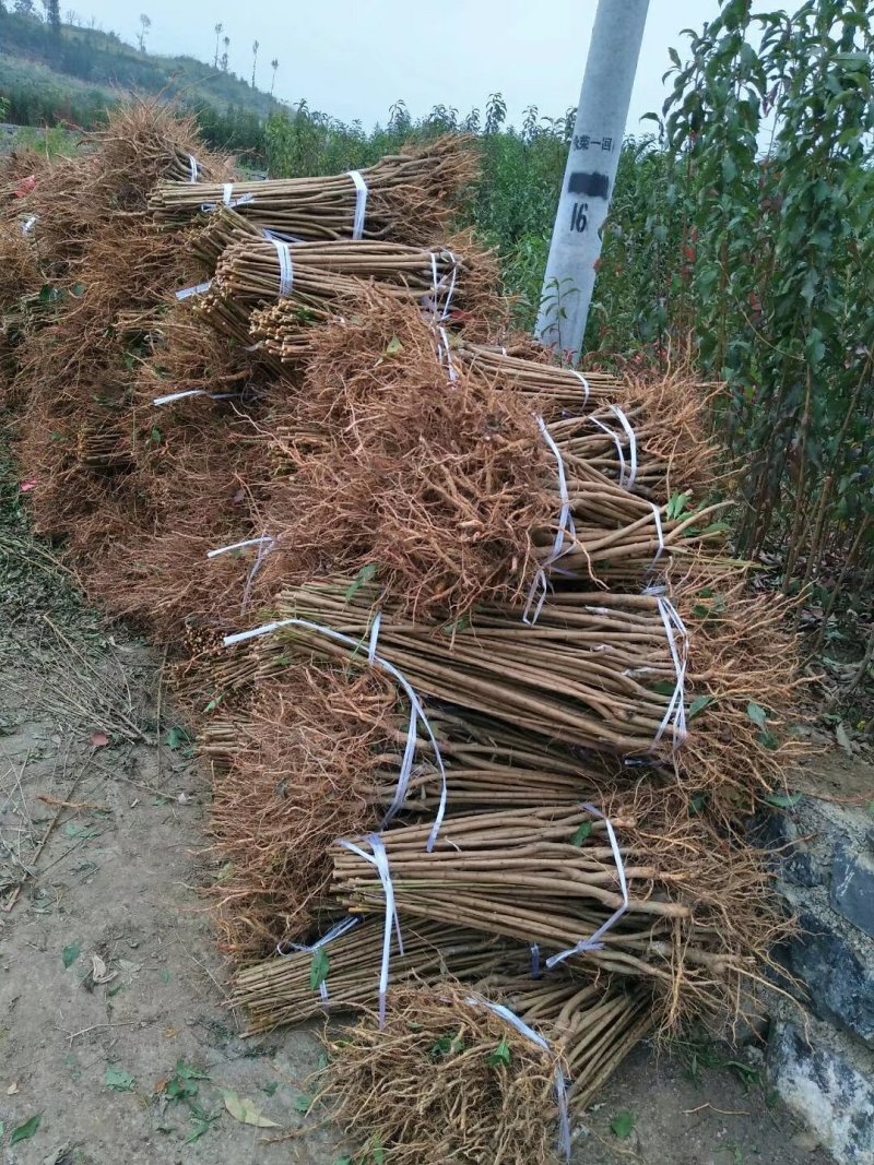 蜂糖李，四月李，青脆李