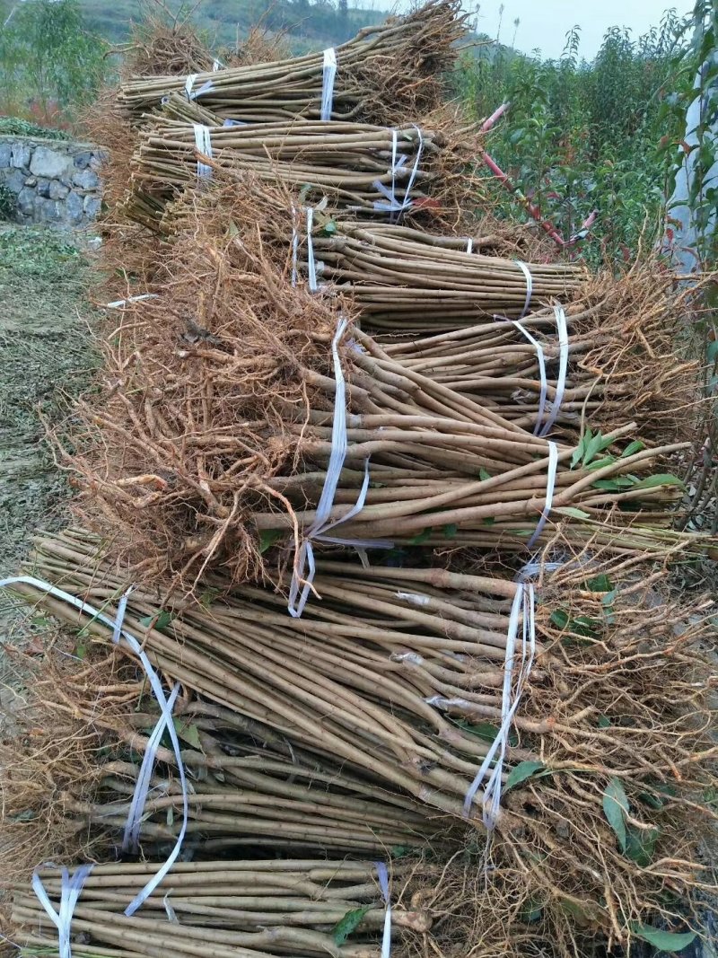 蜂糖李，四月李，青脆李