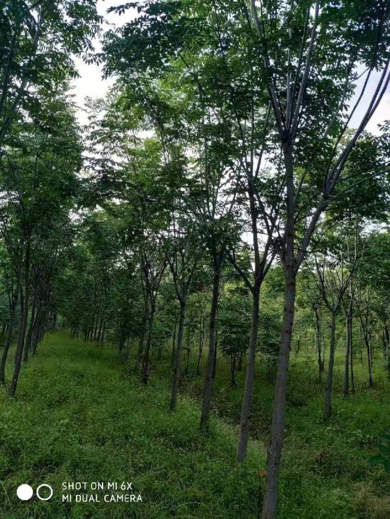 供应6-15公分栾树栾树