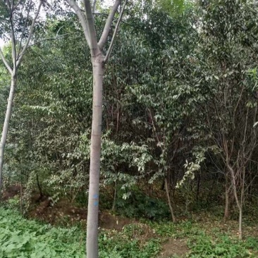 供应6-15公分栾树栾树