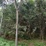 供应6-15公分栾树栾树