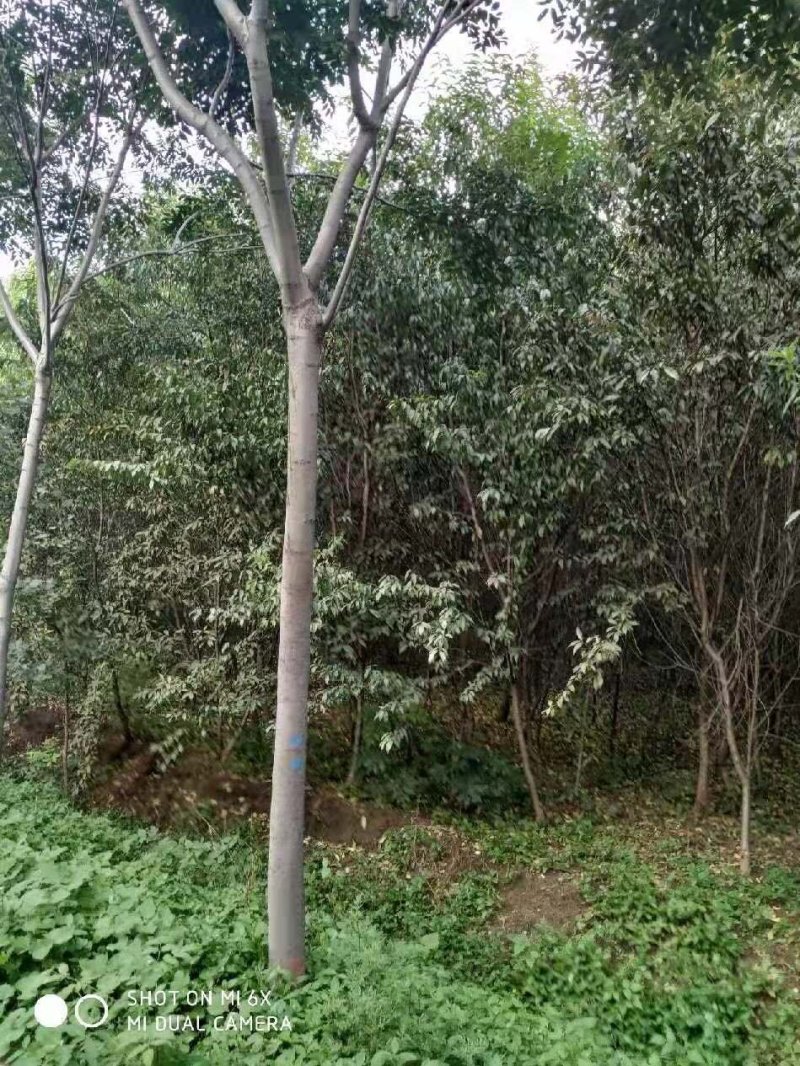 供应6-15公分栾树栾树