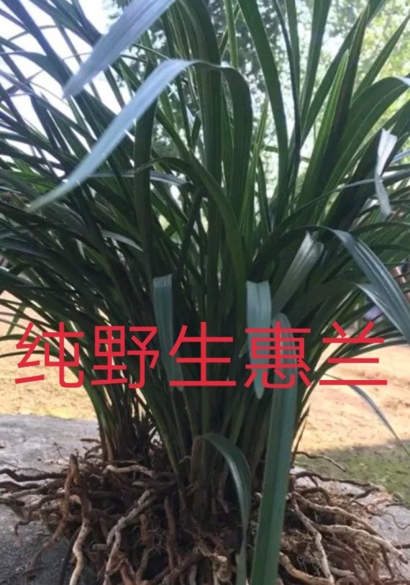大棵蕙兰（10-15苗一棵，10棵起包邮）