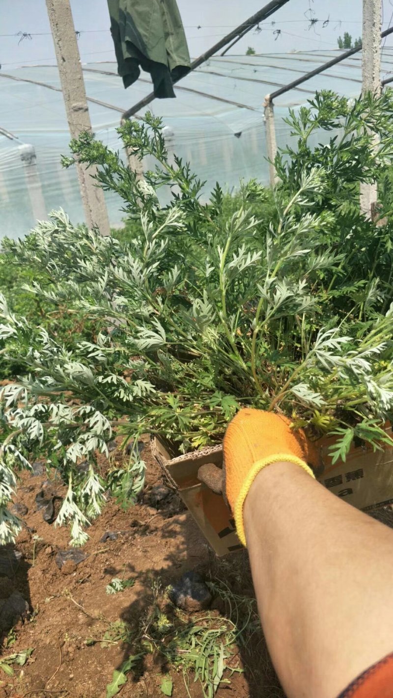 委陵菜，矮陵菜矮零菜五叶委陵菜，三叶委陵菜