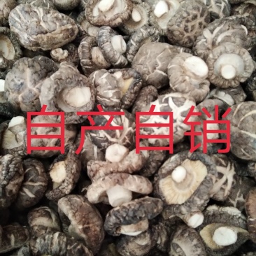 茶花菇（2cm以上）