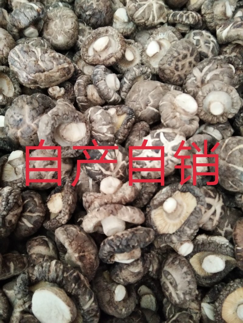 茶花菇（2cm以上）