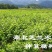 观音豆腐树苗哪里有卖咨询湖北神仙豆腐树苗批发市场