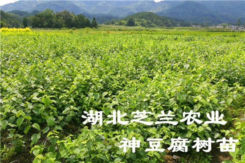 观音豆腐树苗哪里有卖咨询湖北神仙豆腐树苗批发市场